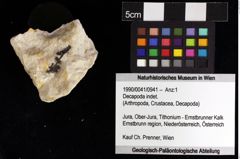 Foto (Objket + Etiketten) von Decapoda indet. 